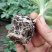 嫁接8424西瓜苗，直根苗，抗病强，耐运输全国发货