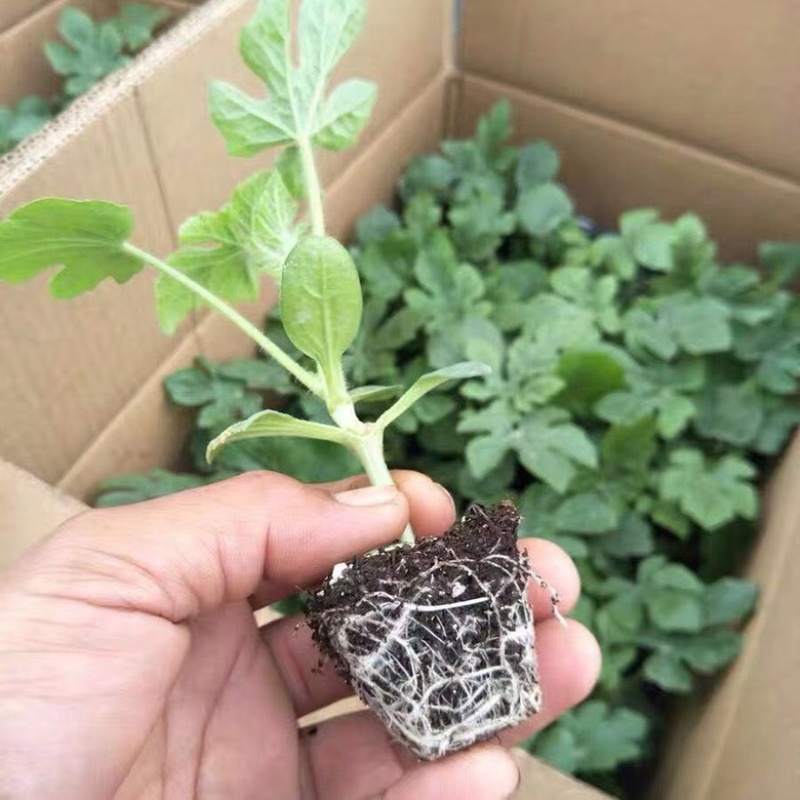 嫁接8424西瓜苗，直根苗，抗病强，耐运输全国发货