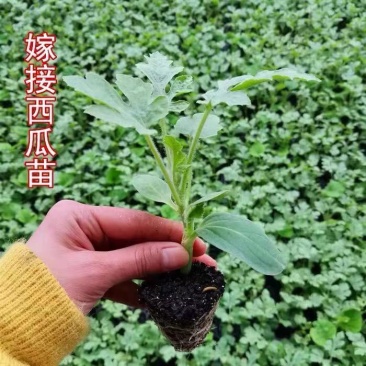 嫁接8424西瓜苗，直根苗，抗病强，耐运输全国发货