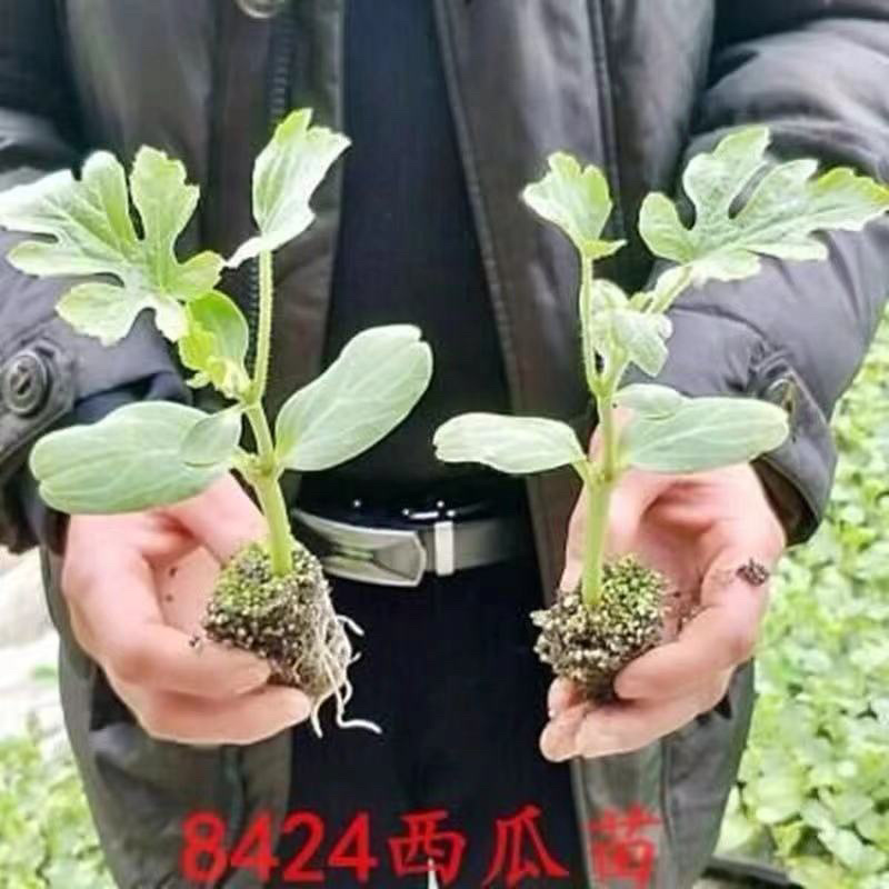 嫁接8424西瓜苗，直根苗，抗病强，耐运输全国发货