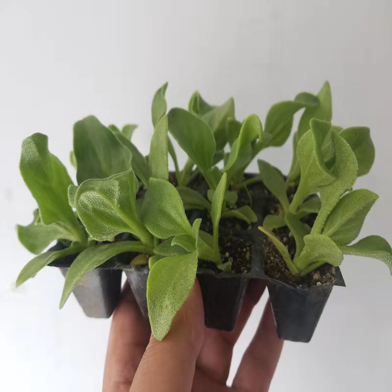 优质嫁接冰菜苗，根系发达，存活率高口感存正，耐运输抗病强