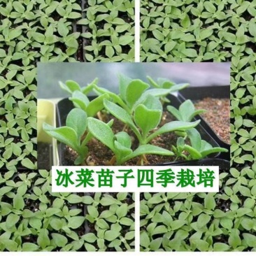 优质嫁接冰菜苗，根系发达，存活率高口感存正，耐运输抗病强