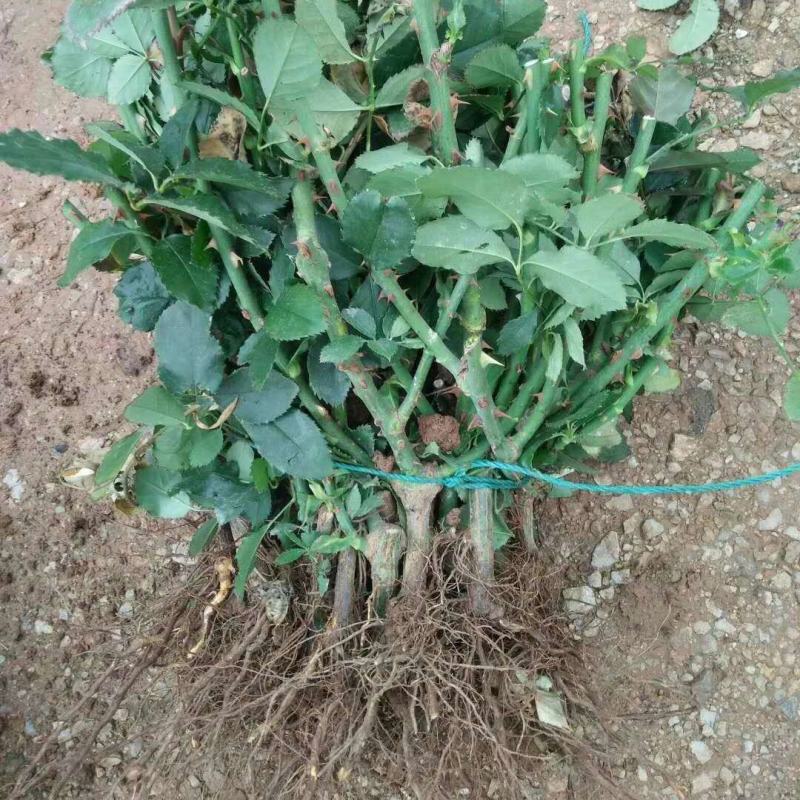 黄玫瑰花苗【金香玉/金镶玉】灌木大花切花月季金黄四季开花