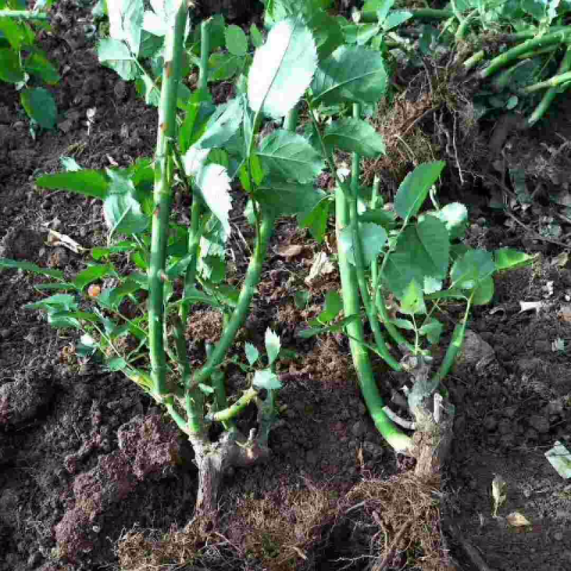 黄玫瑰花苗【金香玉/金镶玉】灌木大花切花月季金黄四季开花