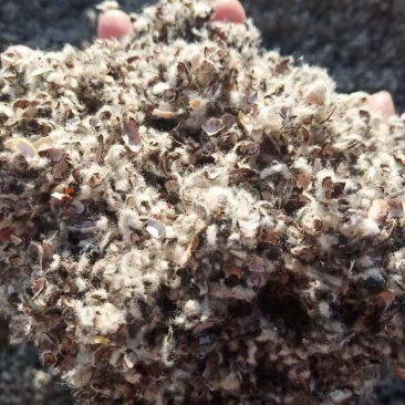 新疆石河子昌吉奎屯棉籽壳棉渣玉米芯麸皮棉粕棉仁棉籽