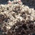新疆石河子昌吉奎屯棉籽壳棉渣玉米芯麸皮棉粕棉仁棉籽