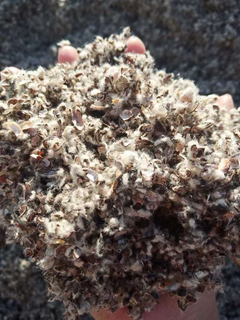新疆石河子昌吉奎屯棉籽壳棉渣玉米芯麸皮棉粕棉仁棉籽