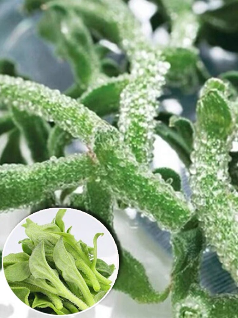 优质嫁接冰菜苗，根系发达，存活率高口感存正，耐运输抗病强