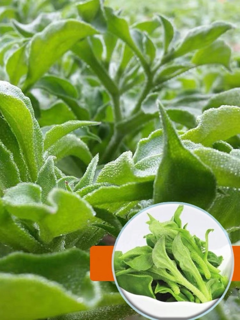 优质嫁接冰菜苗，根系发达，存活率高口感存正，耐运输抗病强