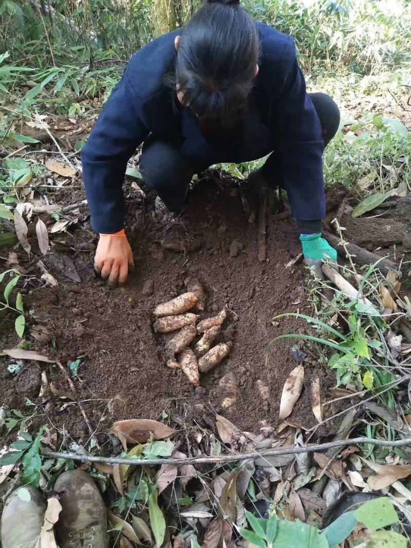 纯野生高山天麻，无硫晒干天麻