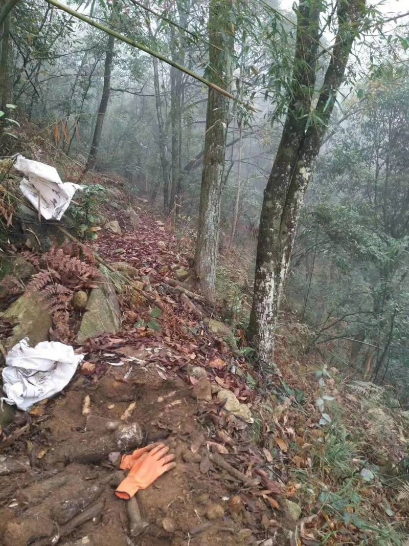 纯野生高山天麻，无硫晒干天麻