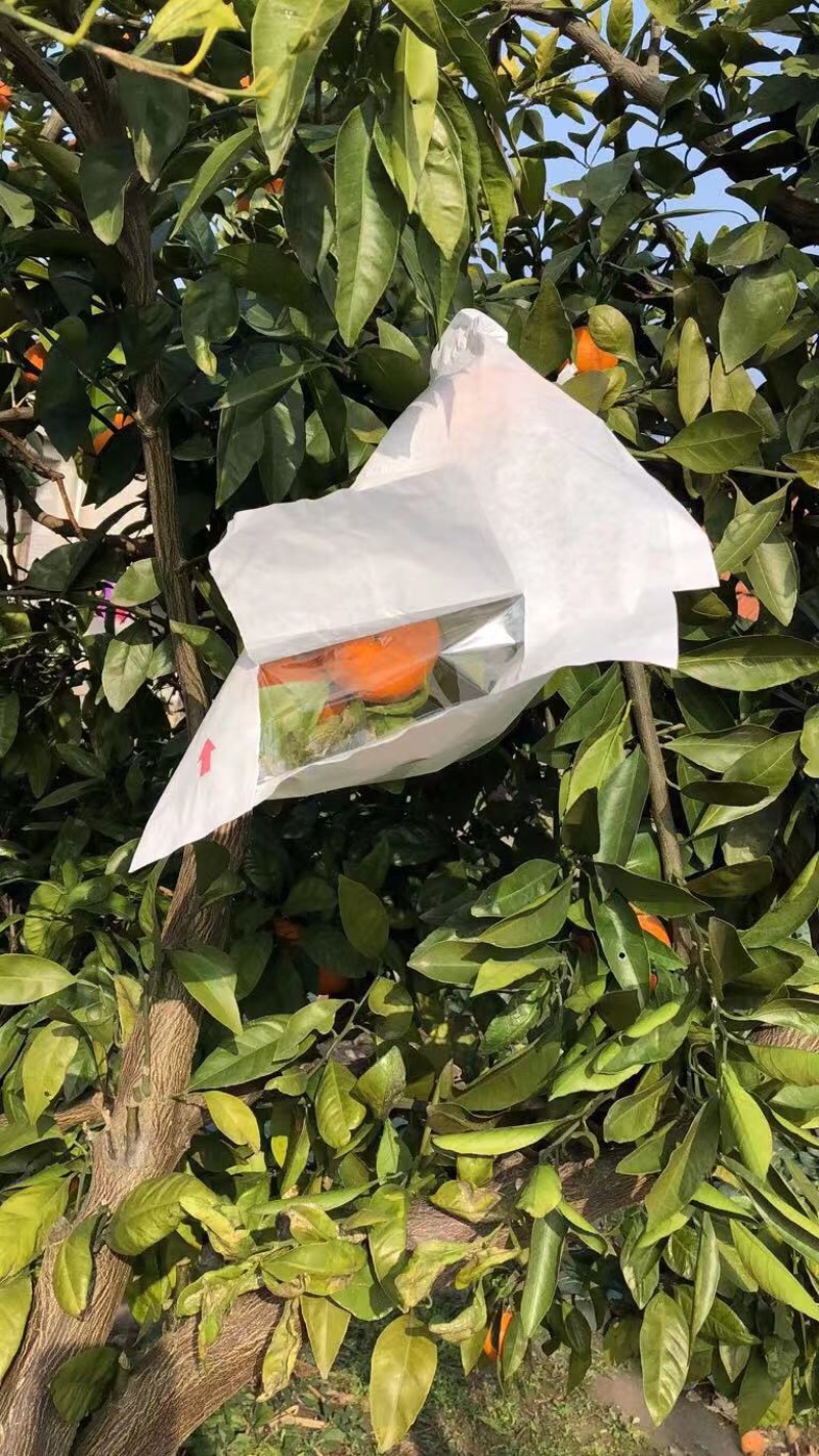 水果套袋莲雾套袋释迦袋芒果袋开窗袋加厚莲雾袋芒果莲雾果袋