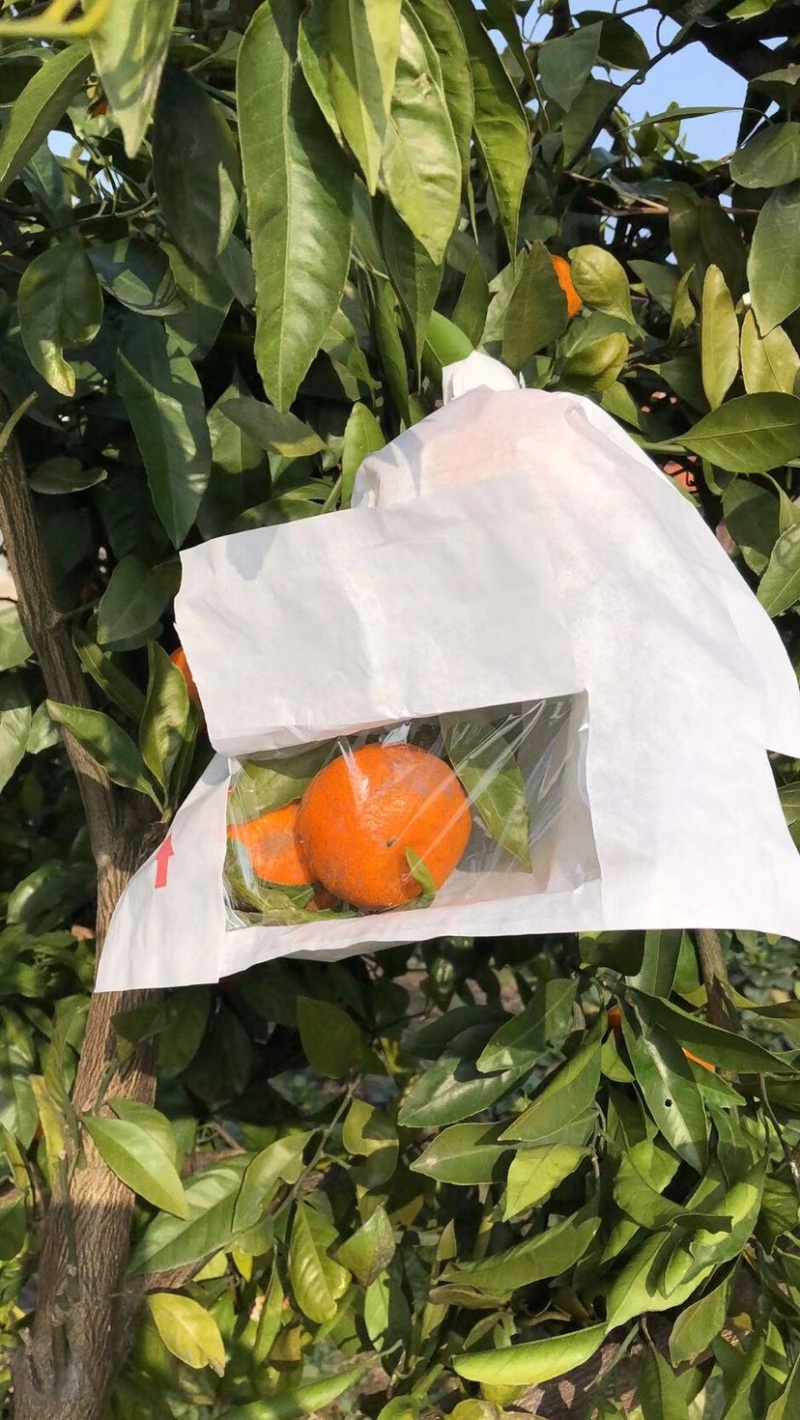 水果套袋莲雾套袋释迦袋芒果袋开窗袋加厚莲雾袋芒果莲雾果袋