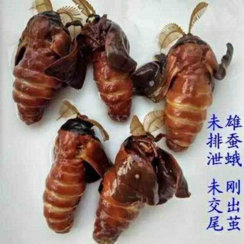 中药材原蚕雄蚕蛾公蚕蛾晚蚕蛾魏蚕蛾天蛾，免费磨粉