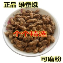 中药材原蚕雄蚕蛾公蚕蛾晚蚕蛾魏蚕蛾天蛾，免费磨粉