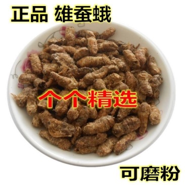 中药材原蚕雄蚕蛾公蚕蛾晚蚕蛾魏蚕蛾天蛾，免费磨粉