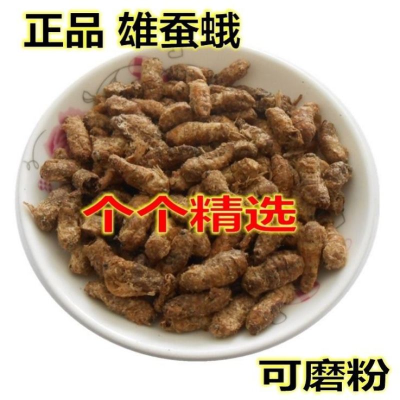 中药材原蚕雄蚕蛾公蚕蛾晚蚕蛾魏蚕蛾天蛾，免费磨粉