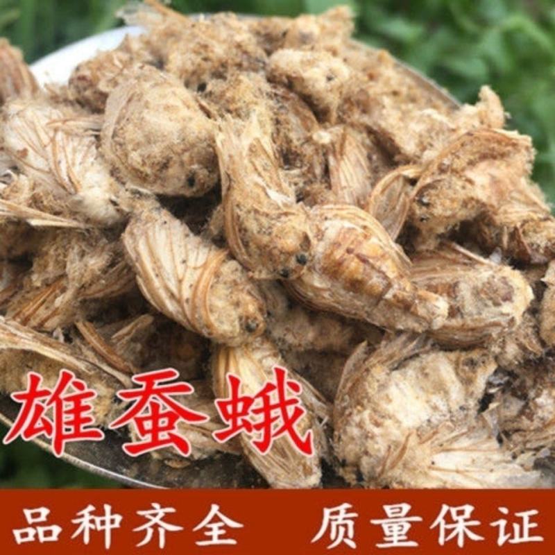 中药材原蚕雄蚕蛾公蚕蛾晚蚕蛾魏蚕蛾天蛾，免费磨粉