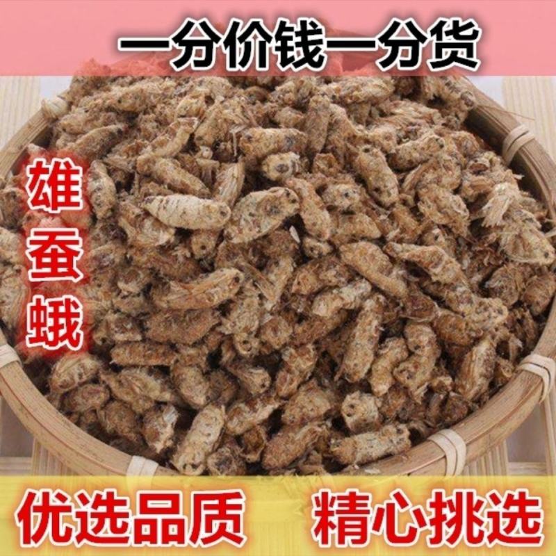 中药材原蚕雄蚕蛾公蚕蛾晚蚕蛾魏蚕蛾天蛾，免费磨粉