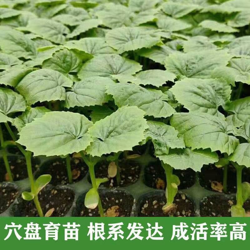 嫁接苦瓜苗，根系发达，穴盘育苗，存活率高耐运输