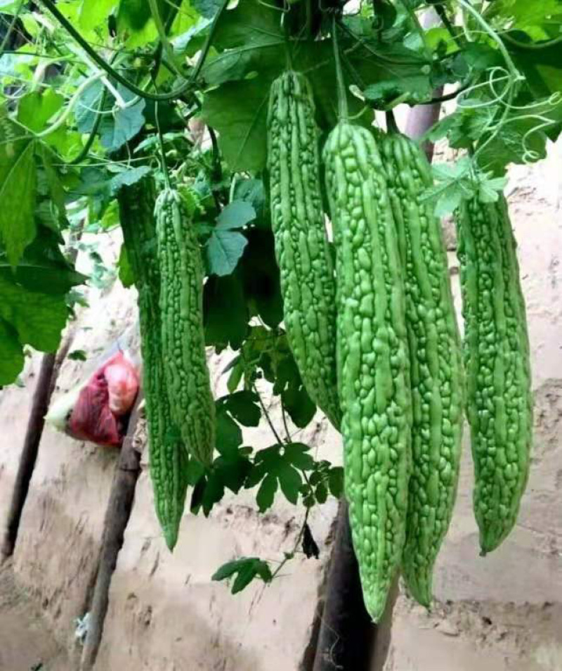 嫁接苦瓜苗，根系发达，穴盘育苗，存活率高耐运输