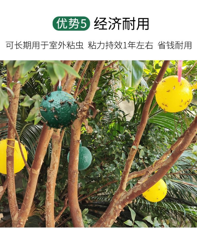 果实蝇诱蝇球针诱捕器大实蝇小实蝇引诱剂果蝇药果实蝇粘板