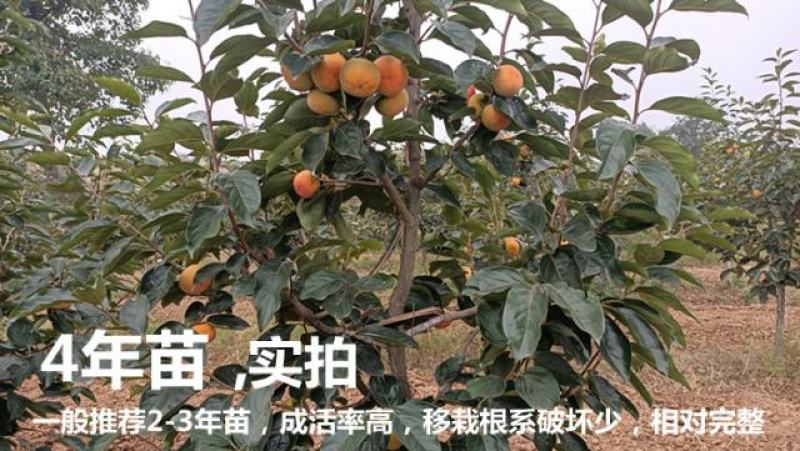 陕西扶风杏林阳丰甜柿专业合作社苗木供应欢迎来电