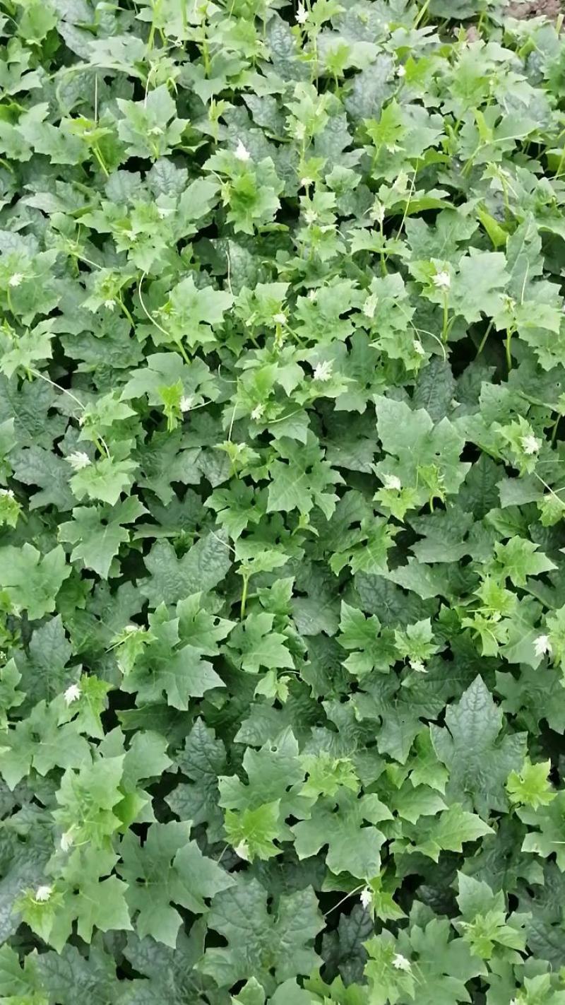 无棱肉丝瓜，百亩丝瓜基地直供，欢迎大量采购，货源稳定品质保。