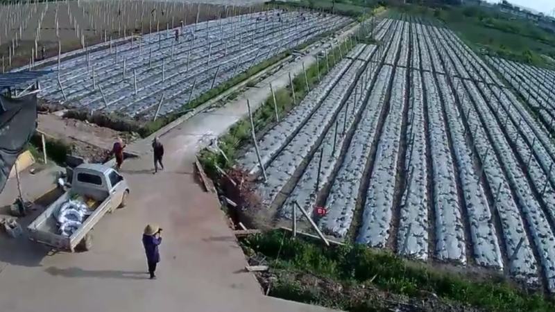 无棱肉丝瓜，百亩丝瓜基地直供，欢迎大量采购，货源稳定品质保。