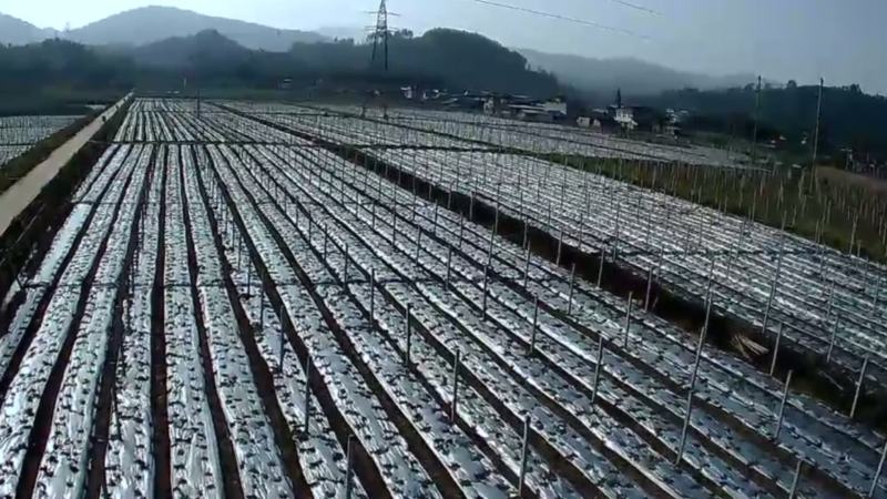 无棱肉丝瓜，百亩丝瓜基地直供，欢迎大量采购，货源稳定品质保。