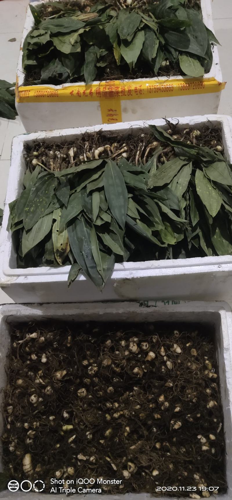 宽叶毛慈菇，宽叶毛慈菇，宽叶毛慈菇，宽叶毛慈菇