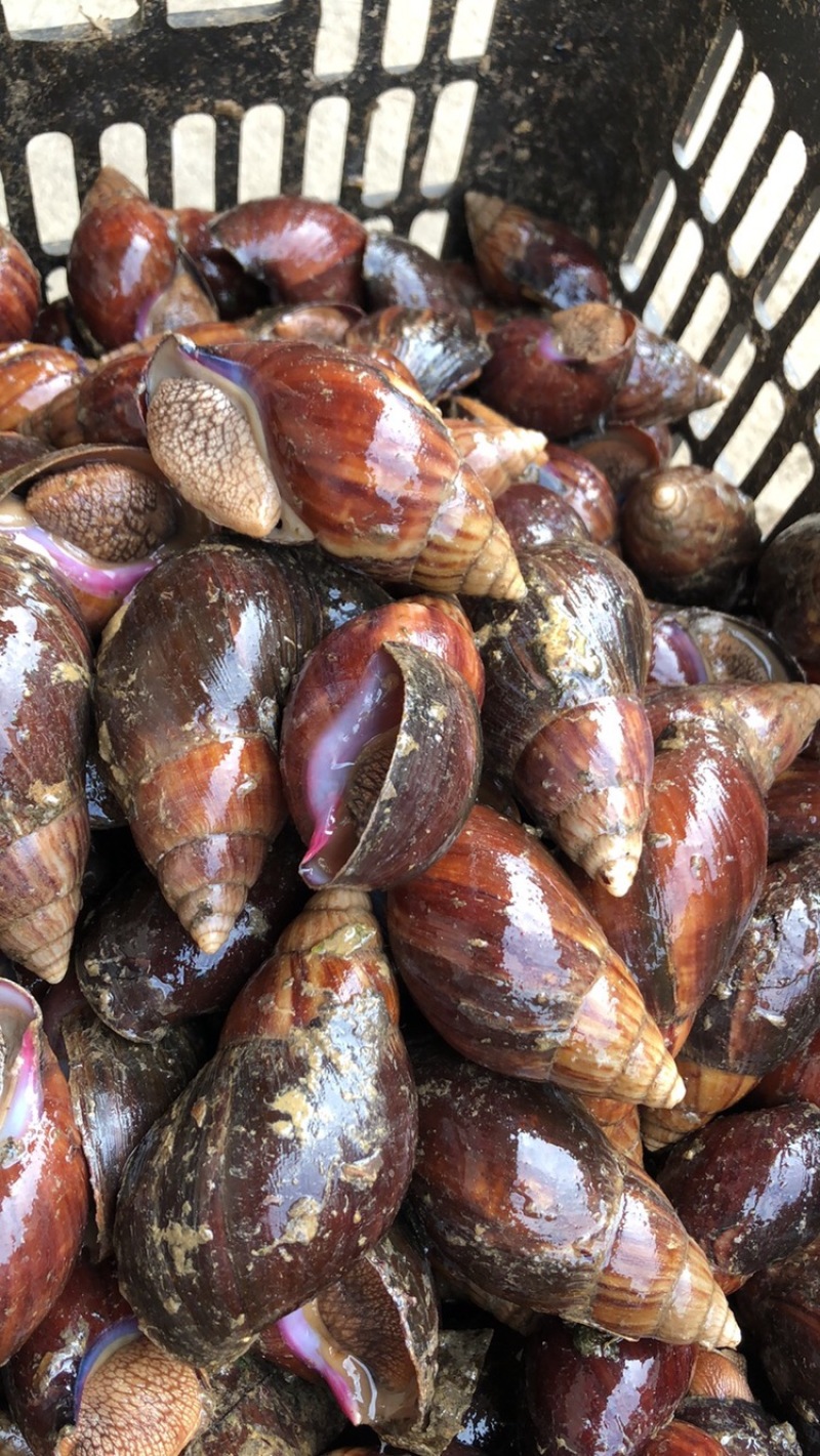 黄肉蜗牛：玛瑙蜗牛：：：