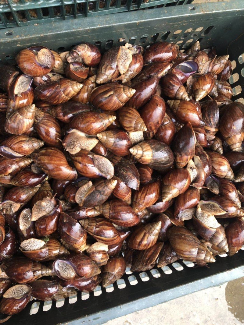 黄肉蜗牛：玛瑙蜗牛：：：