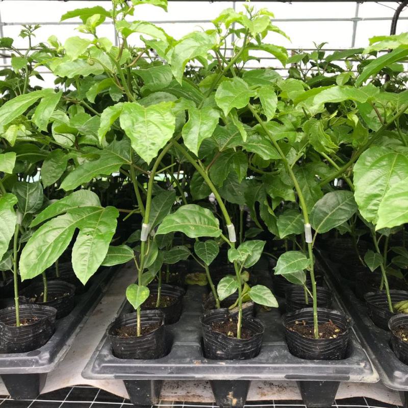 钦蜜百香果苗维密百香果苗蜂蜜味百香果苗钦蜜九号黄金百香果