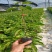 钦蜜百香果苗维密百香果苗蜂蜜味百香果苗钦蜜九号黄金百香果