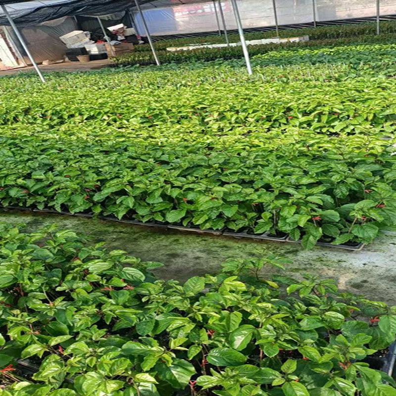 钦蜜百香果苗维密百香果苗蜂蜜味百香果苗钦蜜九号黄金百香果