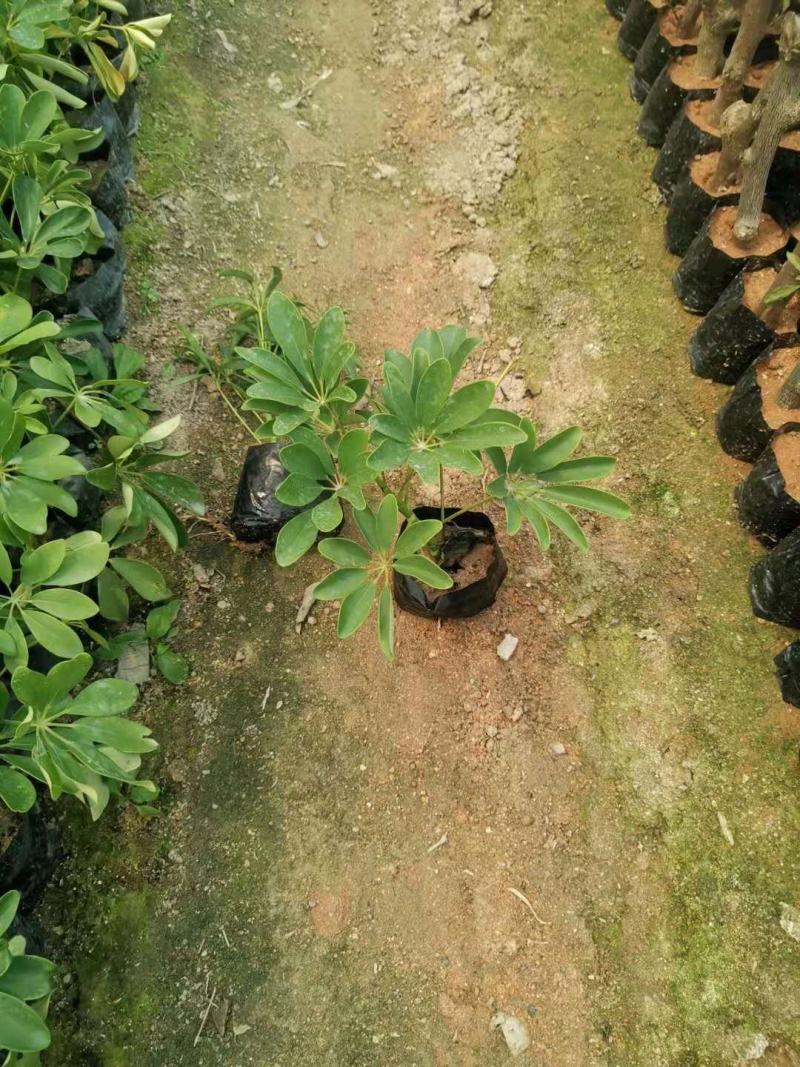 【热销】鸭脚木/鹅掌柴，有澳洲的，5斤袋，7斤袋
