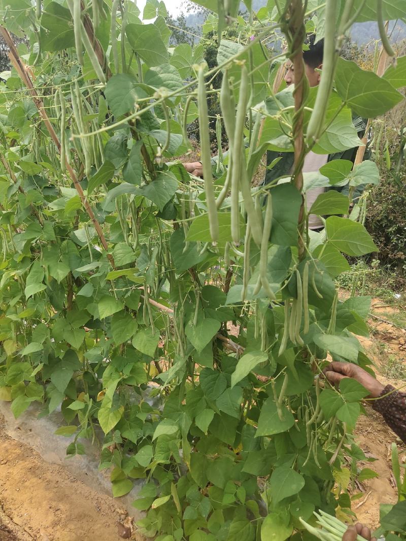 小金豆，四季豆质量好