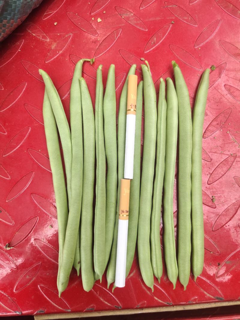 小金豆，四季豆质量好