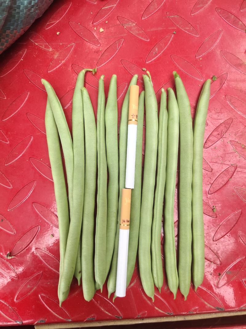 小金豆，四季豆质量好