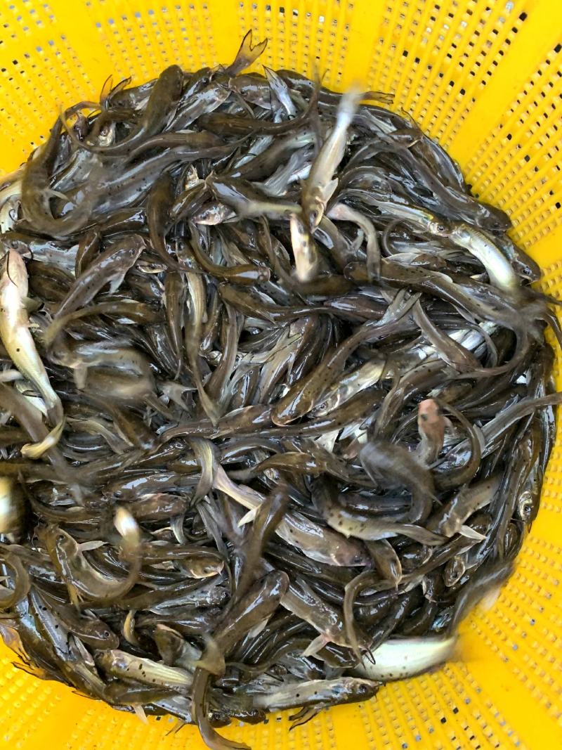 【叉尾鱼】斑点叉尾鱼苗鱼苗厂成活高广东鱼苗
