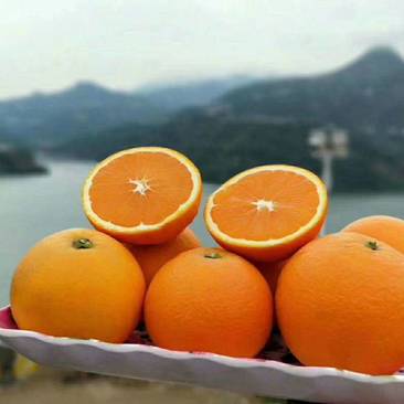 【一手果园货】纽荷尔橙子整车批发/纯甜化渣自产自销