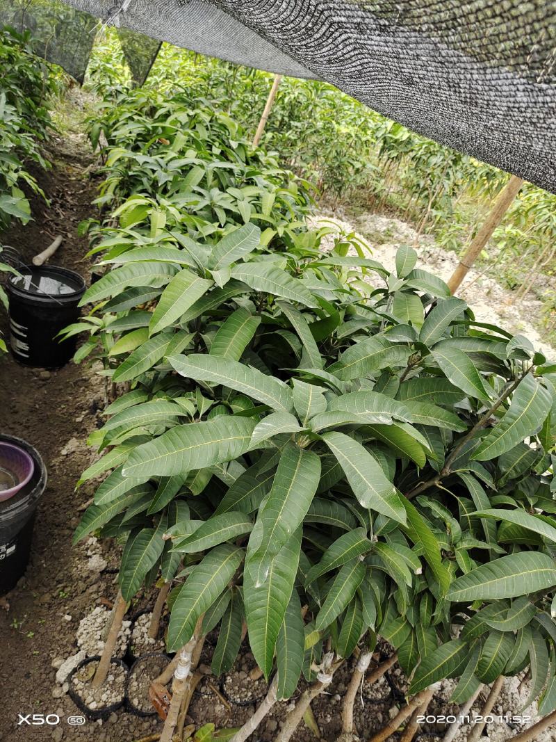 芒果杯苗，台农金煌移植杯苗高度嫁接口25公分以上
