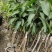 芒果杯苗，台农金煌移植杯苗高度嫁接口25公分以上