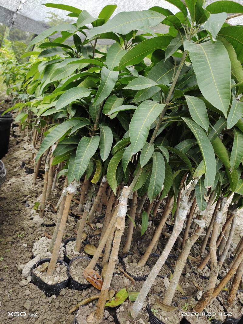 芒果杯苗，台农金煌移植杯苗高度嫁接口25公分以上
