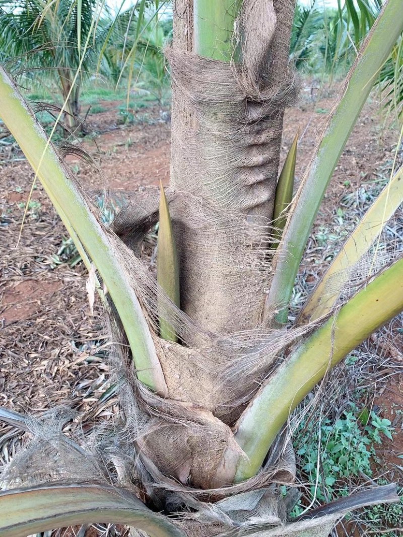 选择种植椰子是以后的财富