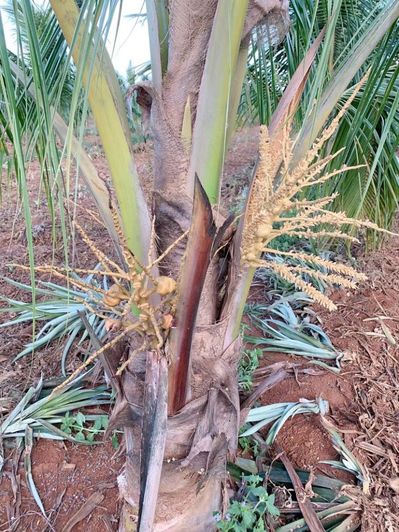 选择种植椰子是以后的财富