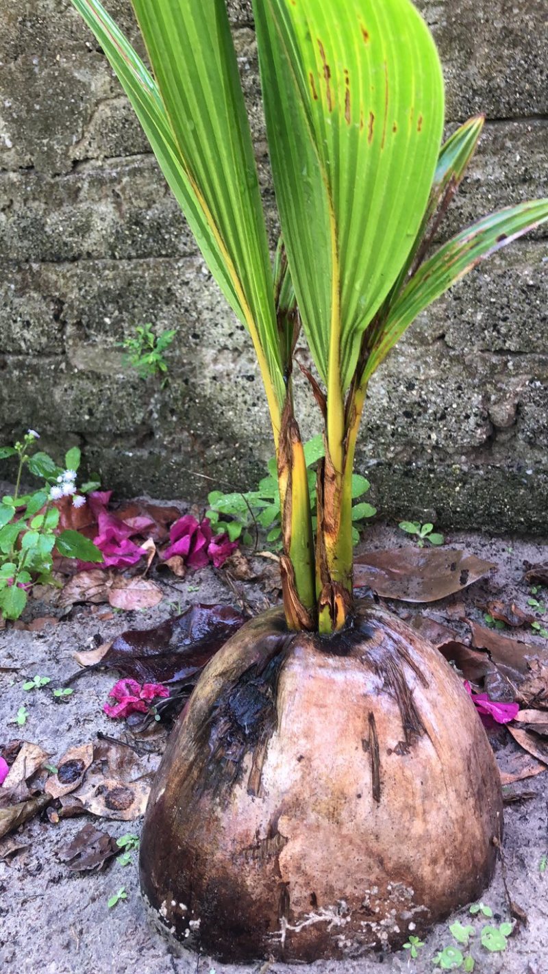 选择种植椰子是以后的财富