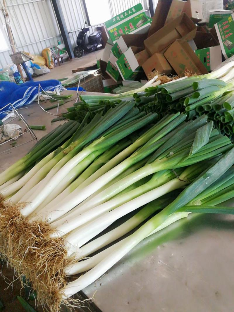 福建漳浦大葱，网袋捆葱，箱葱包打冷上车，讲究质量