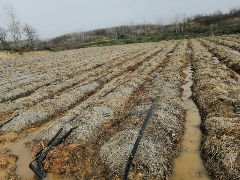 湖北随县农家自产自销一手货源产地直发松茸干片